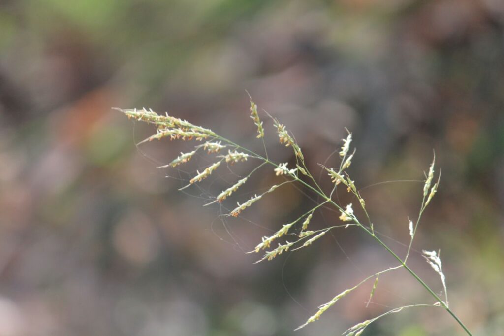 Nice Looking Bush Branch Thin Stock Free