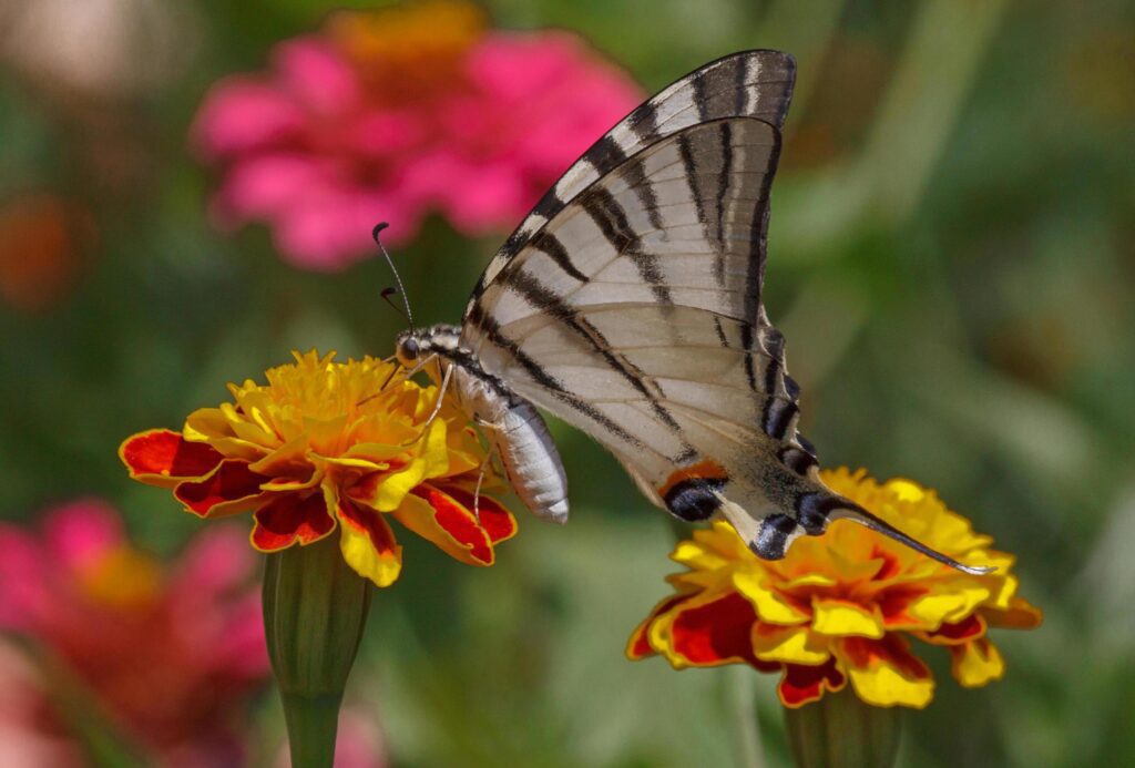 Swallowtail butterfly sitting on marigold flower Stock Free