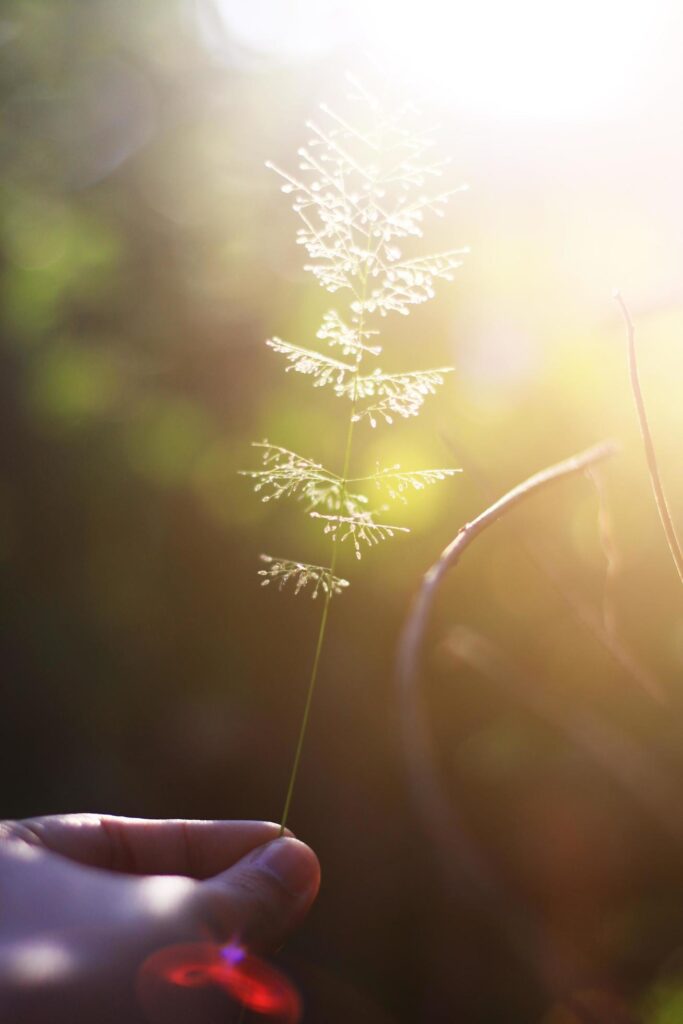 Hand holding Beautiful grass flowers with natural sunlight. Peace and Amity of Valentine’s day concept. Stock Free