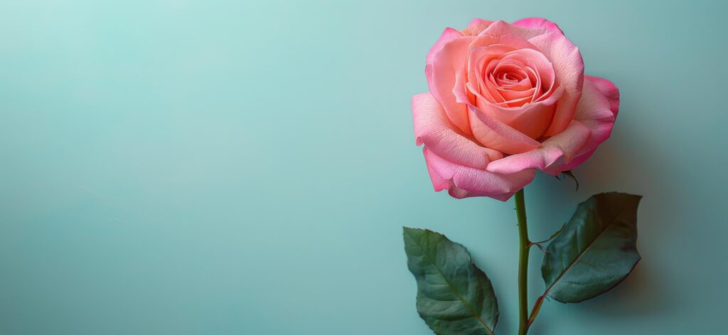 Single Pink Rose Against Light Blue Background Stock Free