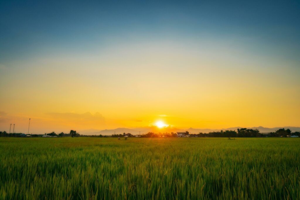 Natural scenic beautiful sunset and rice field agricultural background Stock Free