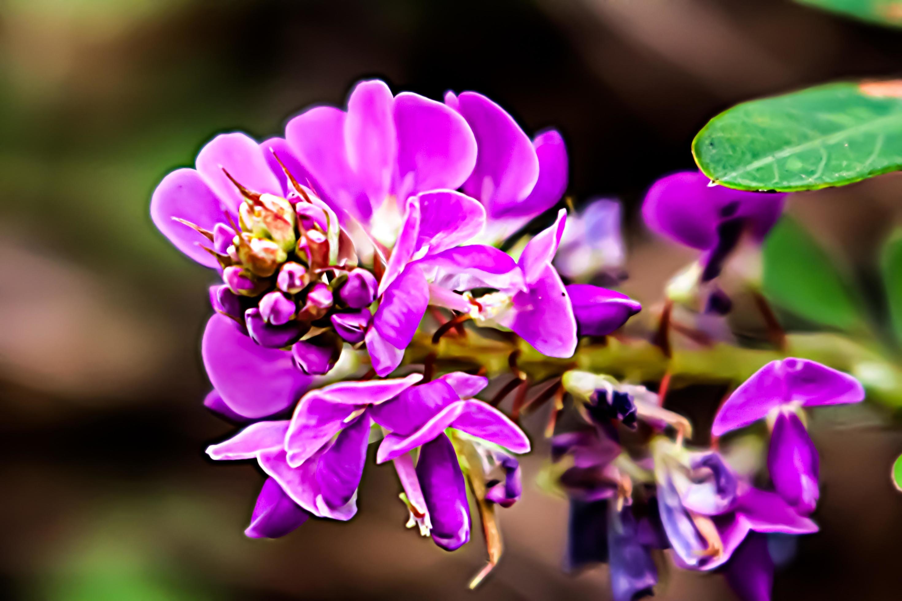 pink flower with blur background texture Stock Free