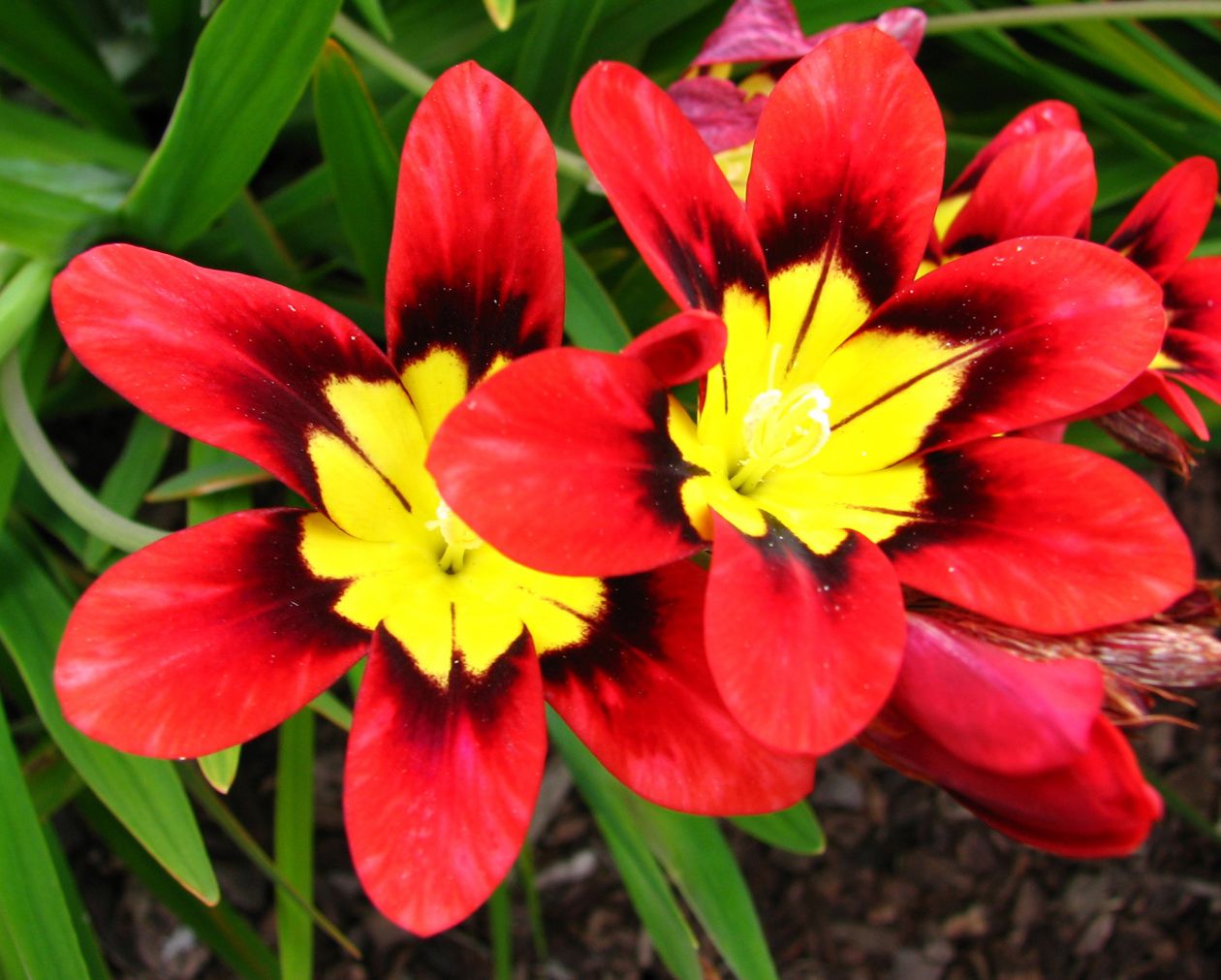 Red-and-yellow flowers Stock Free