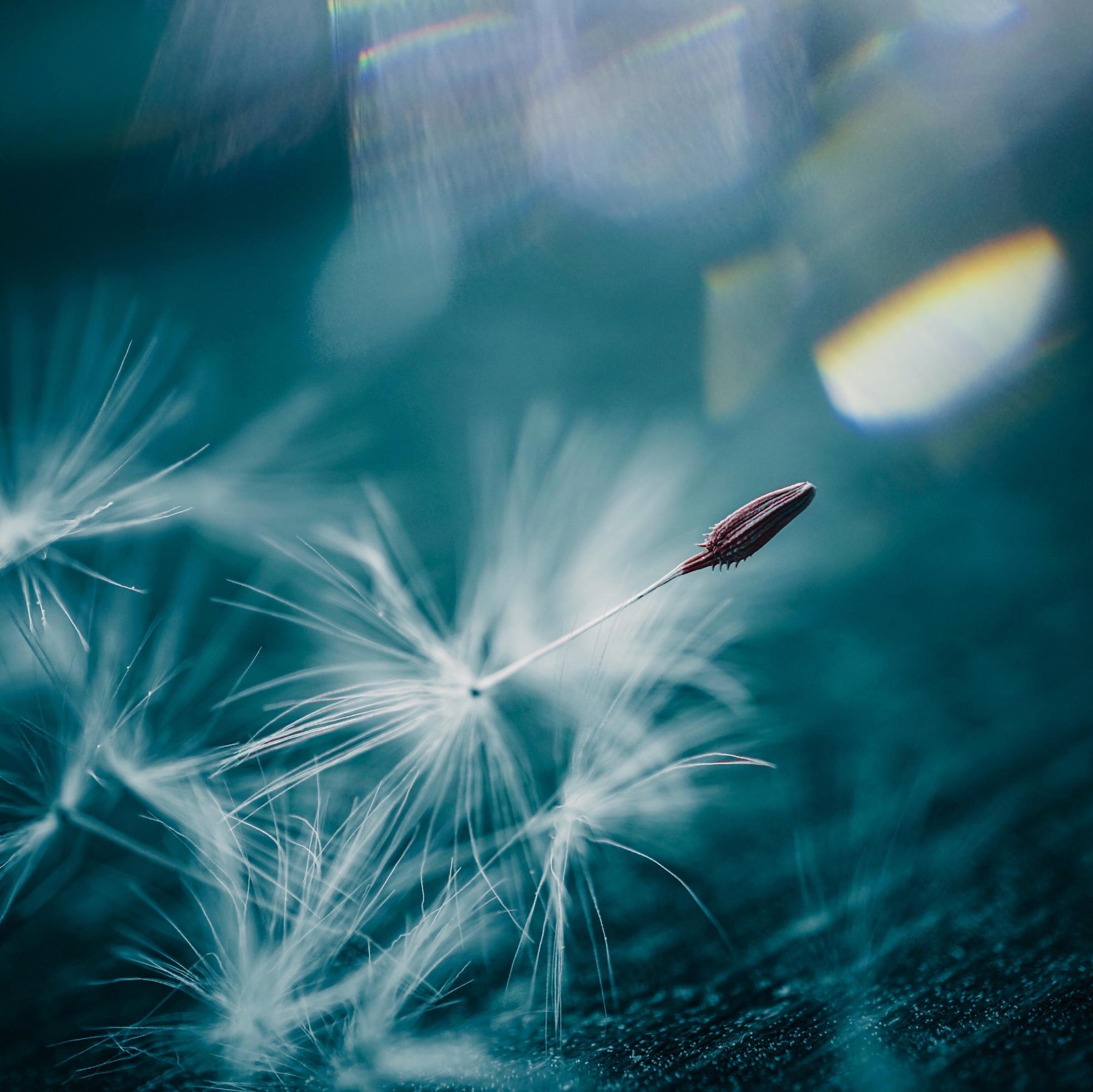 A dandelion flower seed in the spring season Stock Free