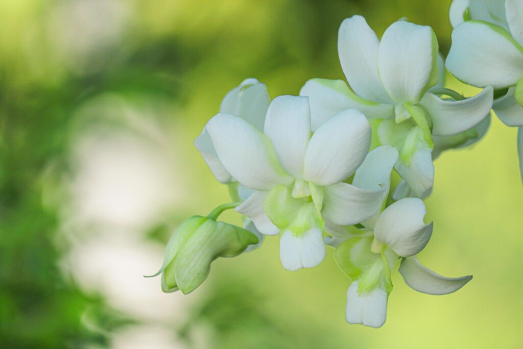 Beautiful white orchid natural background Stock Free