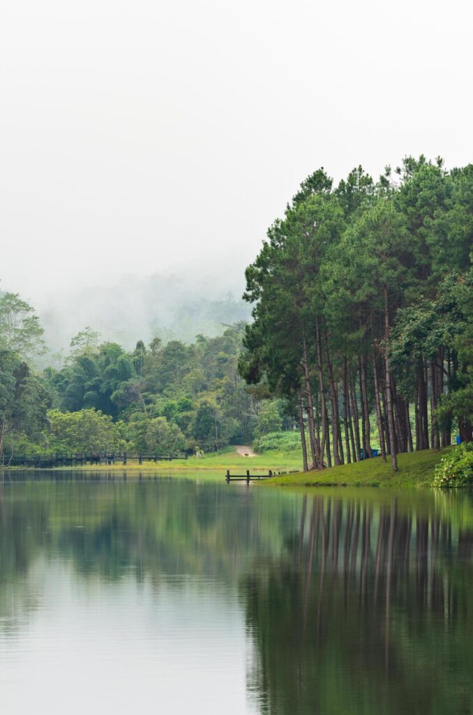 Nature landscape at morning of lakes and pine forests Stock Free