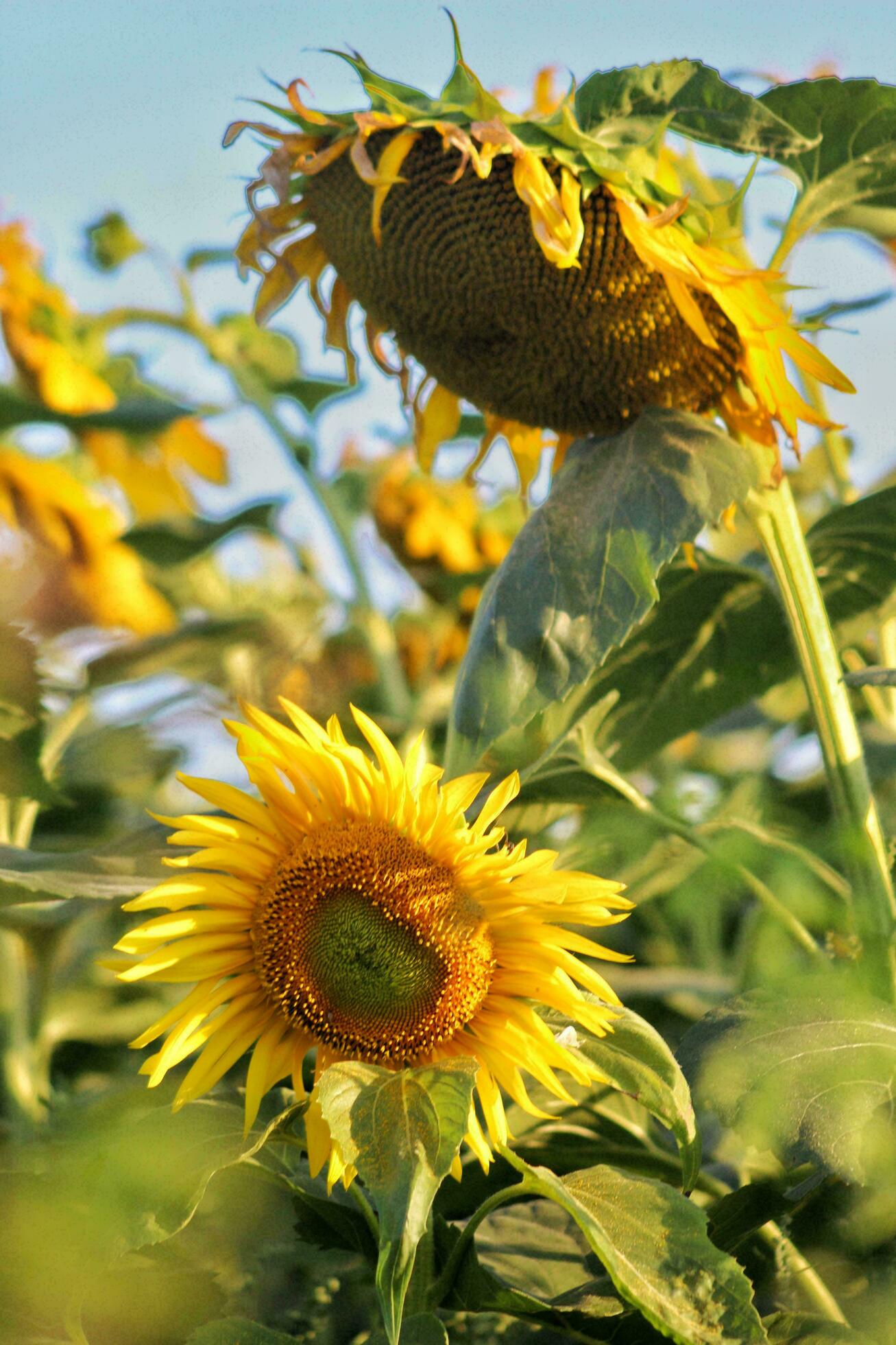 Flower, Sunflower, Bloom image Stock Free