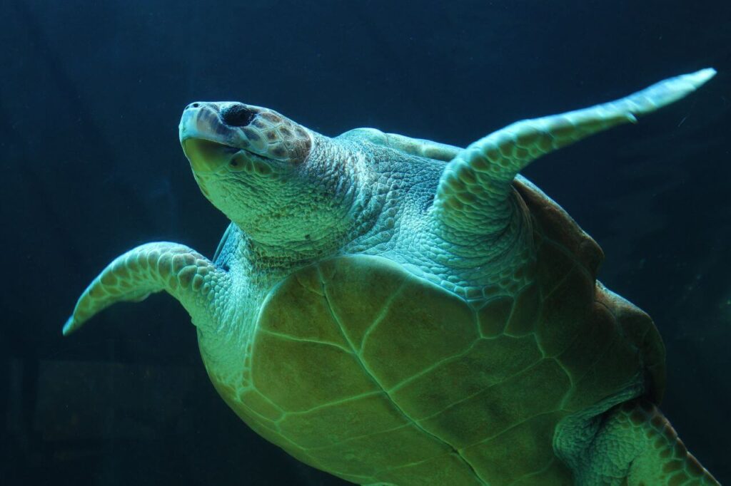 Underwater Sea Turtle Stock Free