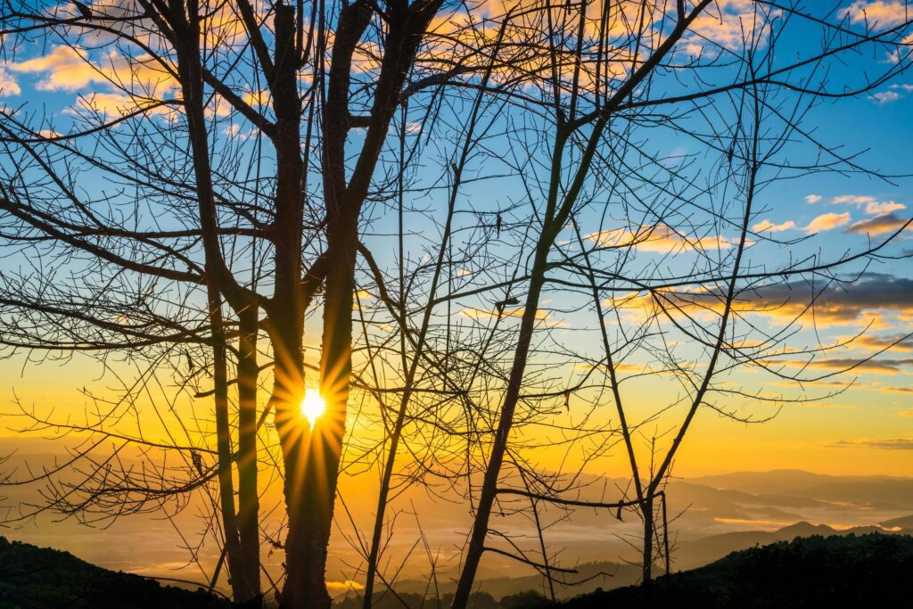 Sunrise through the trees in the morning with mountain natural background. Stock Free