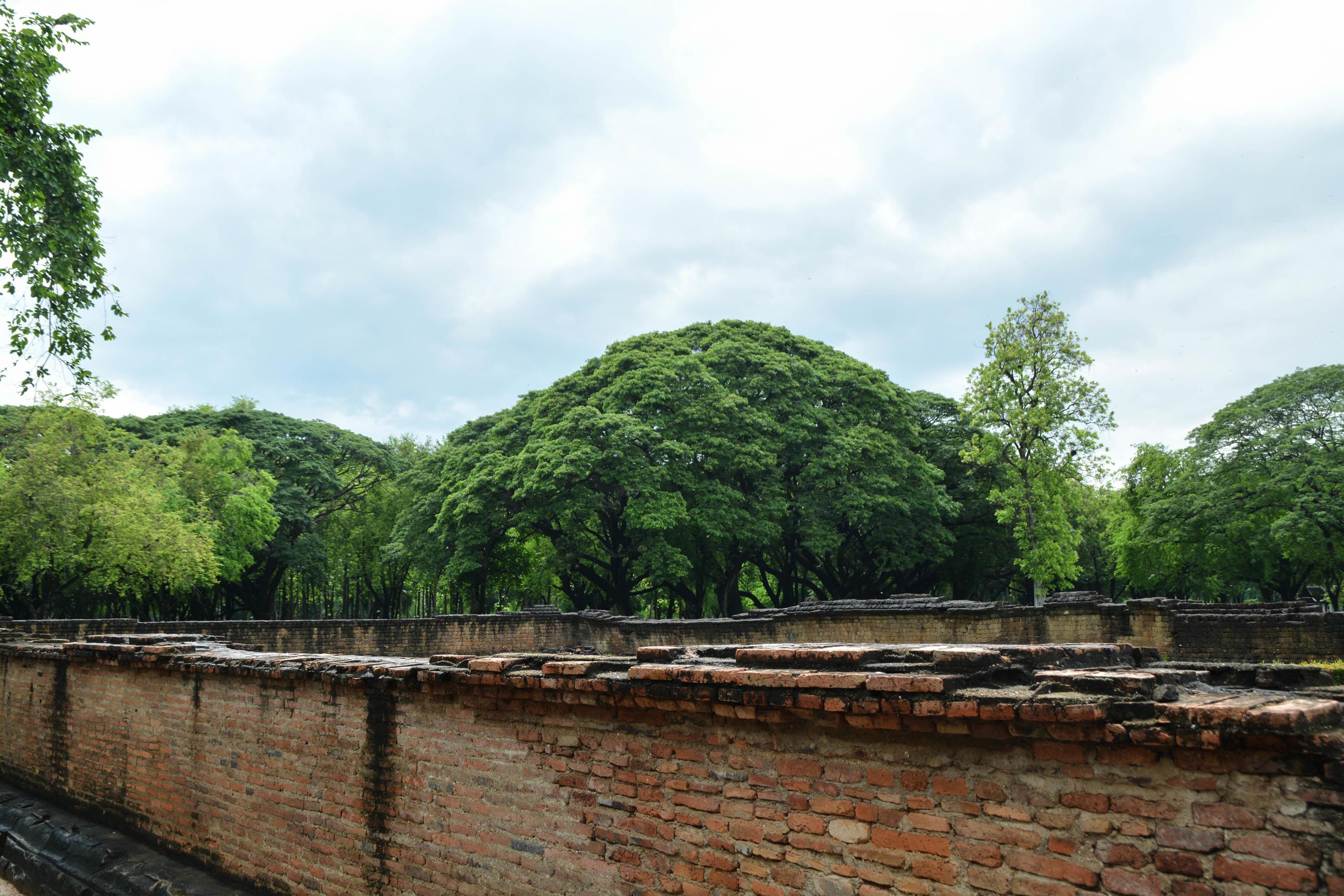 Nature view old brick wall and all big tree. Stock Free