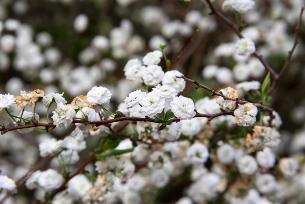 romantic fond of white flowers in the spring Stock Free