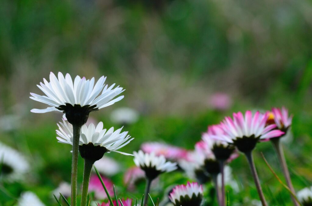 daisy flower the spring Stock Free