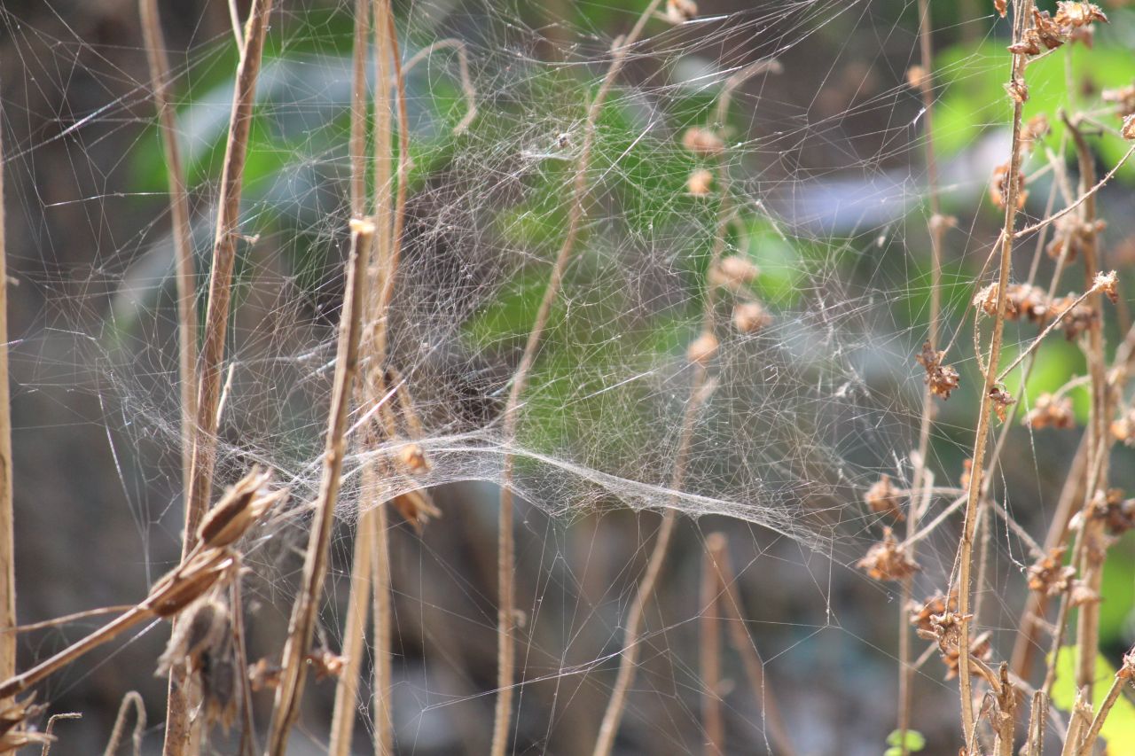 Cobwebs Spider Bush Stock Free