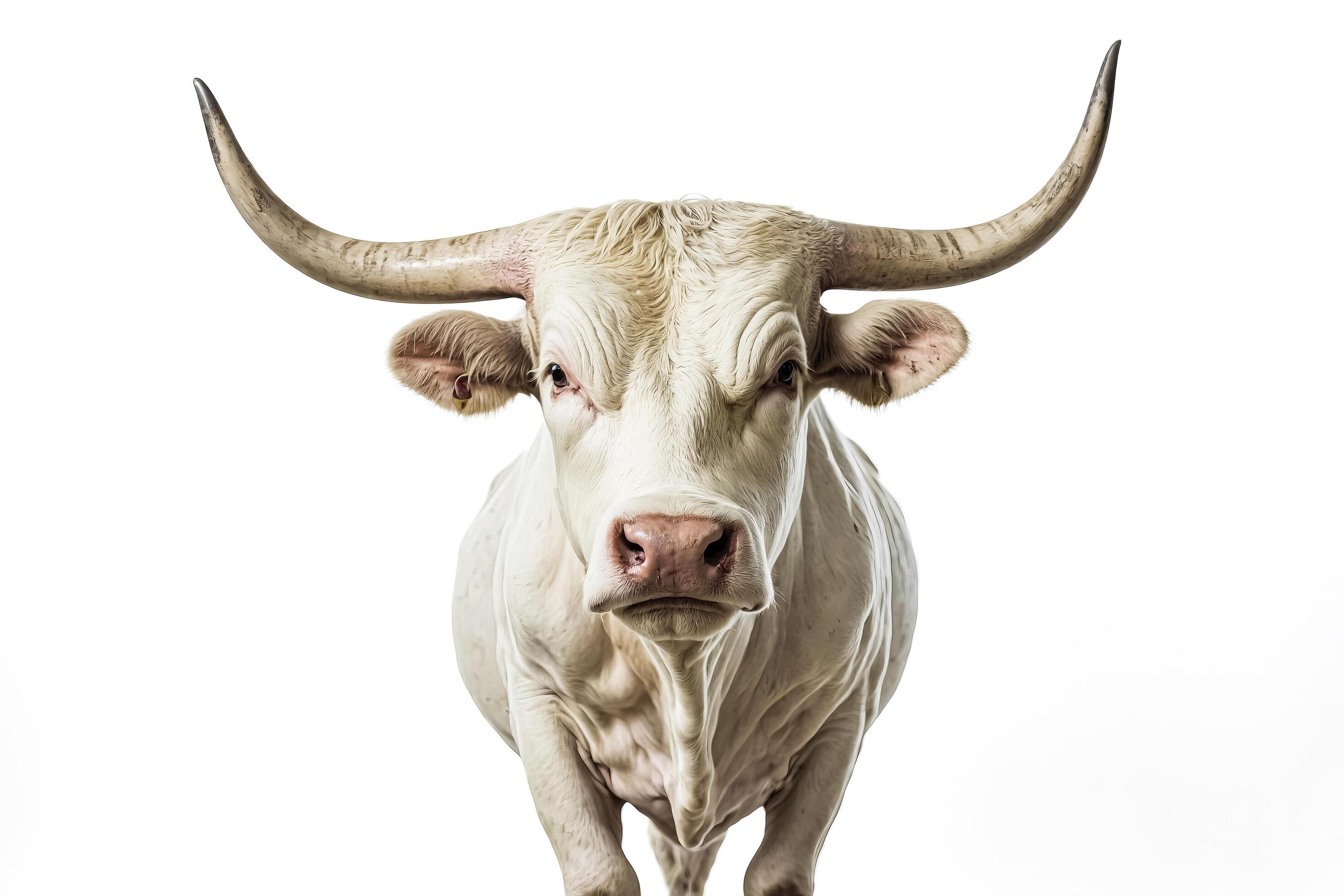 White Bull with Horns Isolated on White Background Stock Free