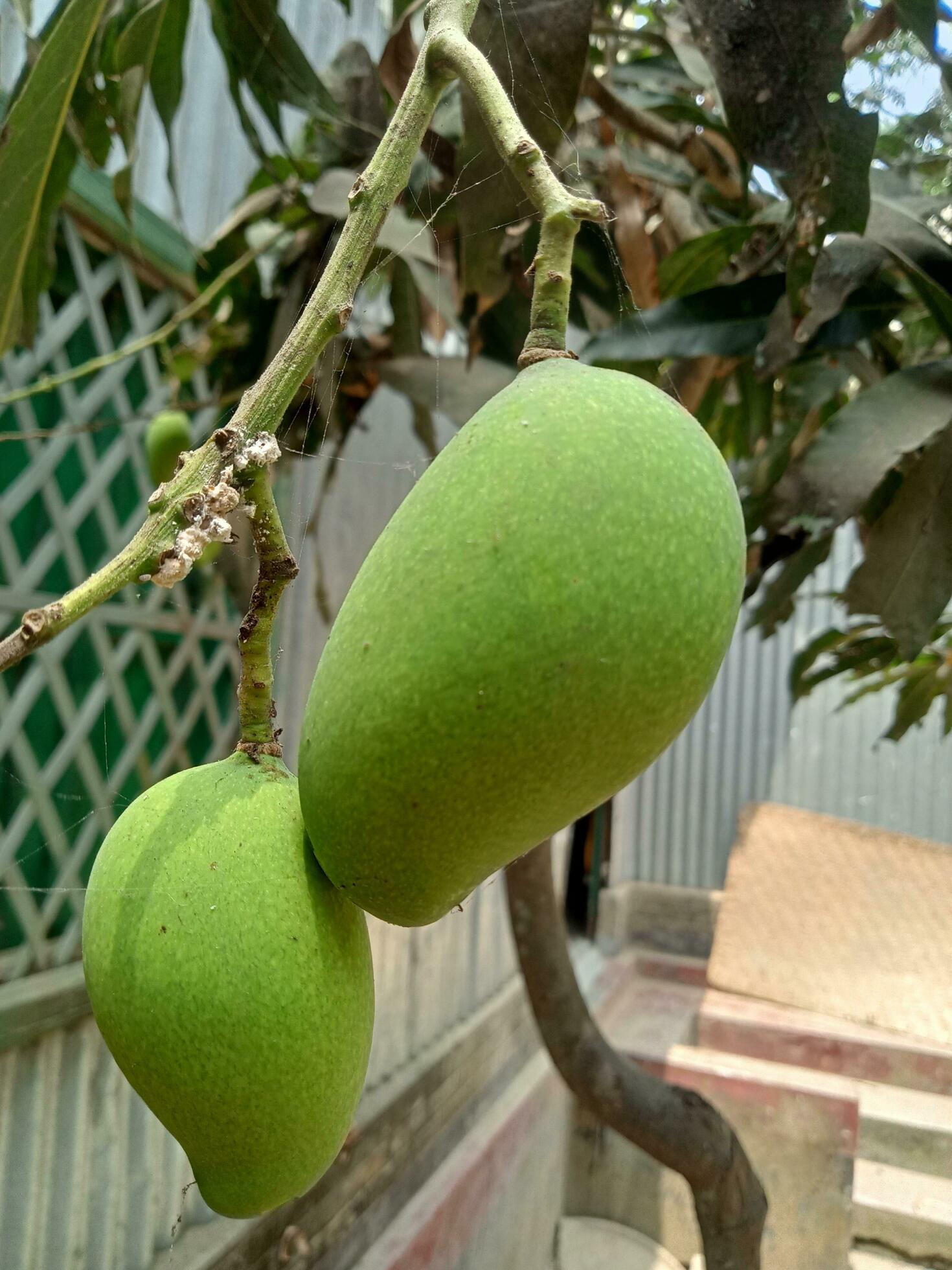 Mango, delicious food, ripe mango, natural food Stock Free