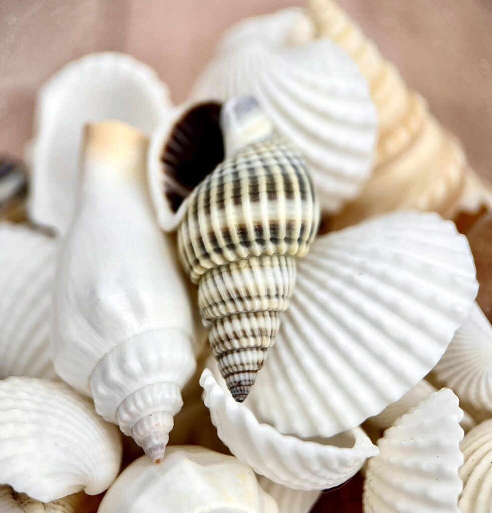 Beautiful sea shells or conch beach animal objects isolated on wooden table surface background. Stock Free