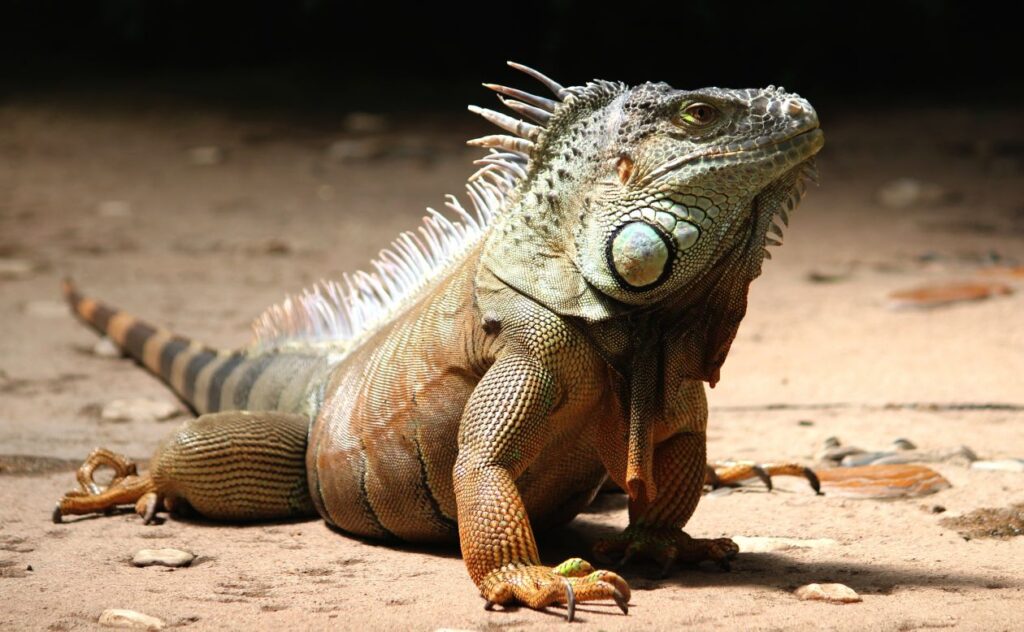 A Iguana Stock Free