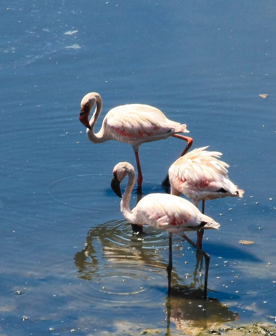 Flamingos Birds Stock Free