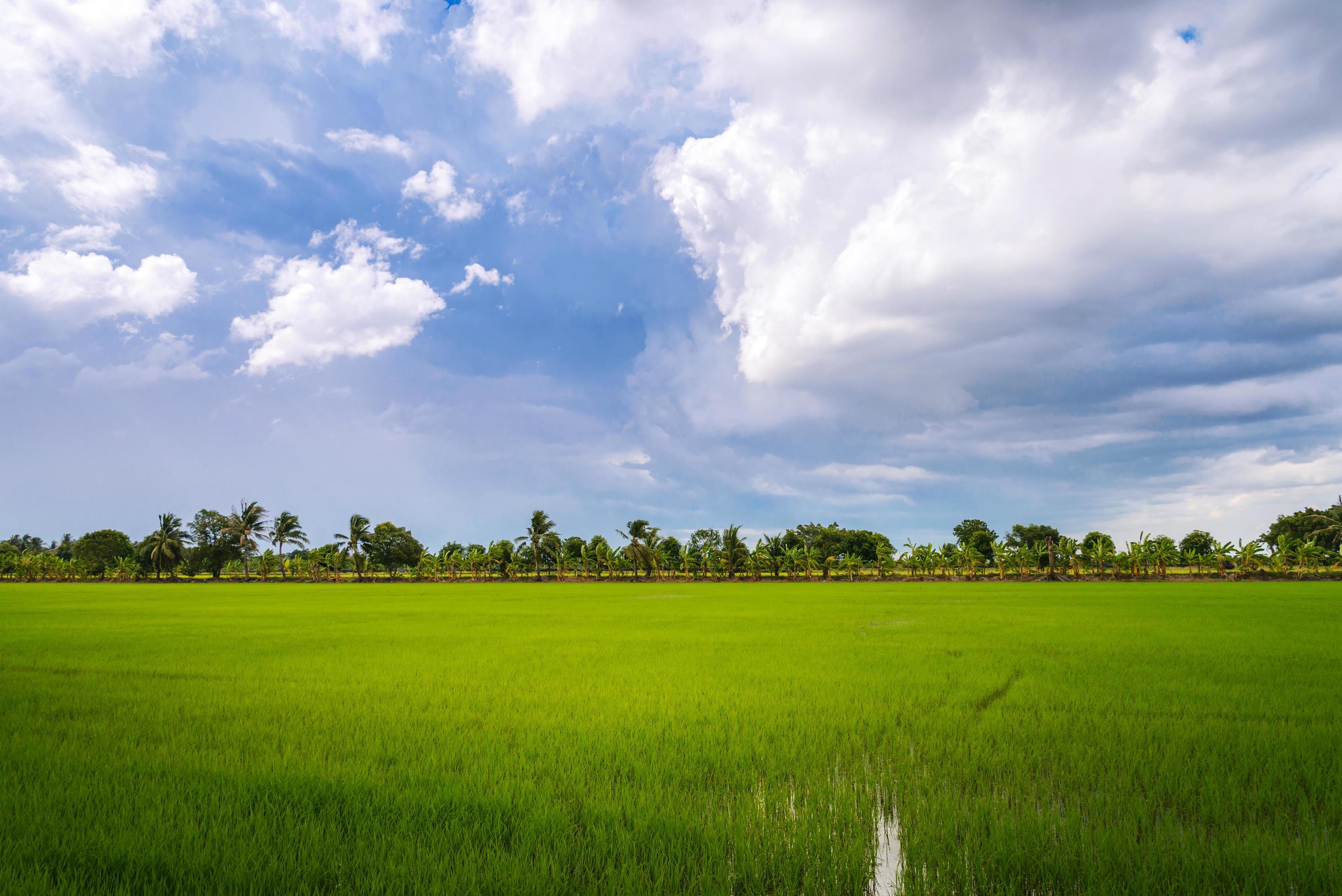 overcast over rice field before rain storm. Natural background Stock Free