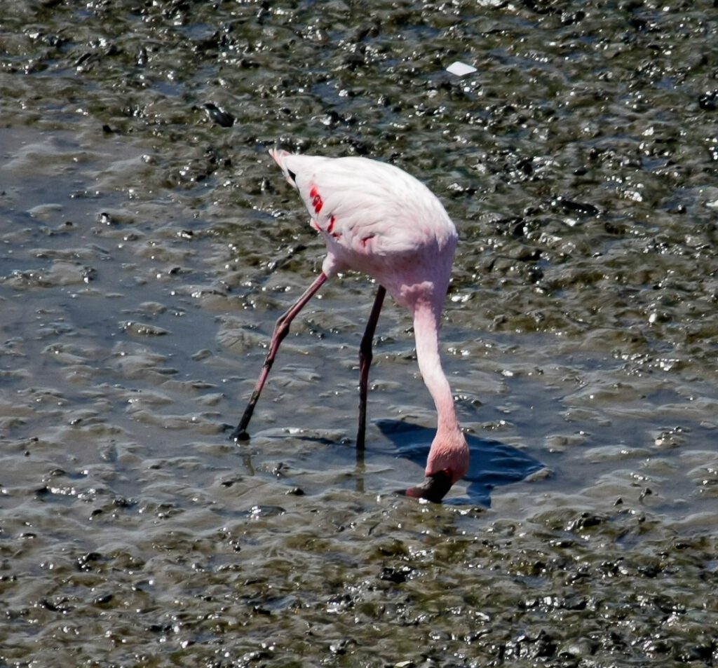 Flamingo Stock Free