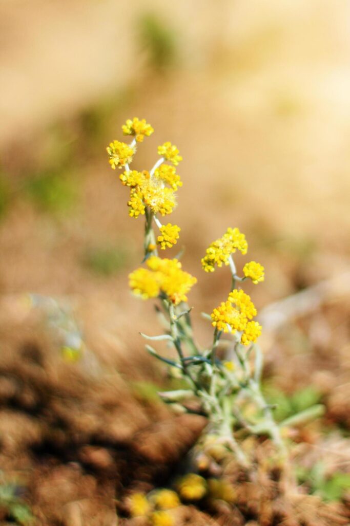 Blossom yellow Wild flowers grass in meadow with natural sunlight Stock Free