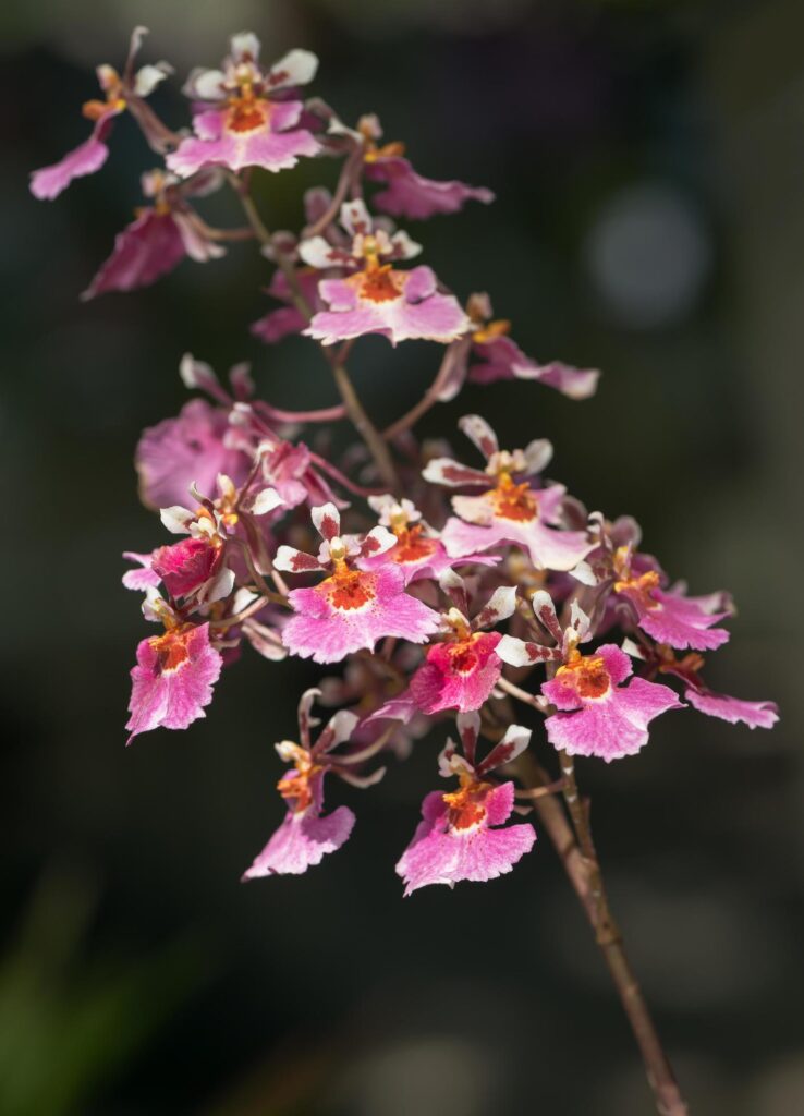 Pink Oncidium orchid flower Stock Free