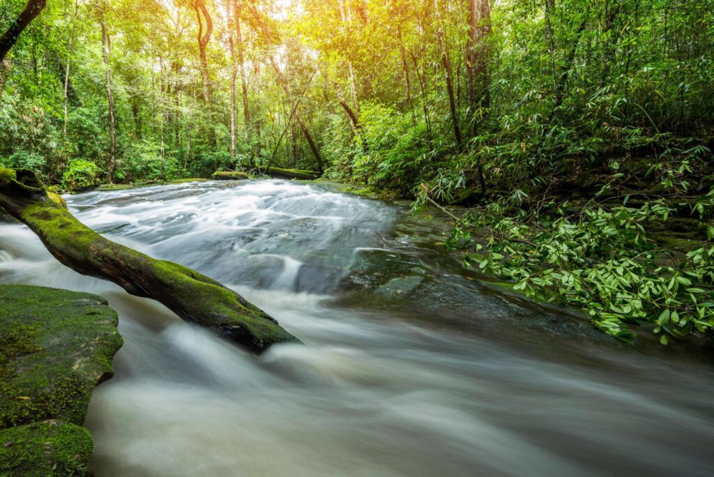 River stream waterfall green forest mountain Landscape nature plant tree rainforest jungle with rock Stock Free