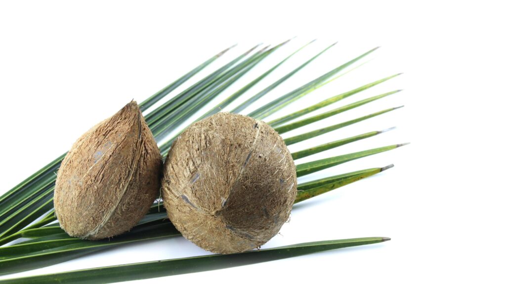 A close-up photograph of a mature and open coconuts isolated on a white background. Stock Free