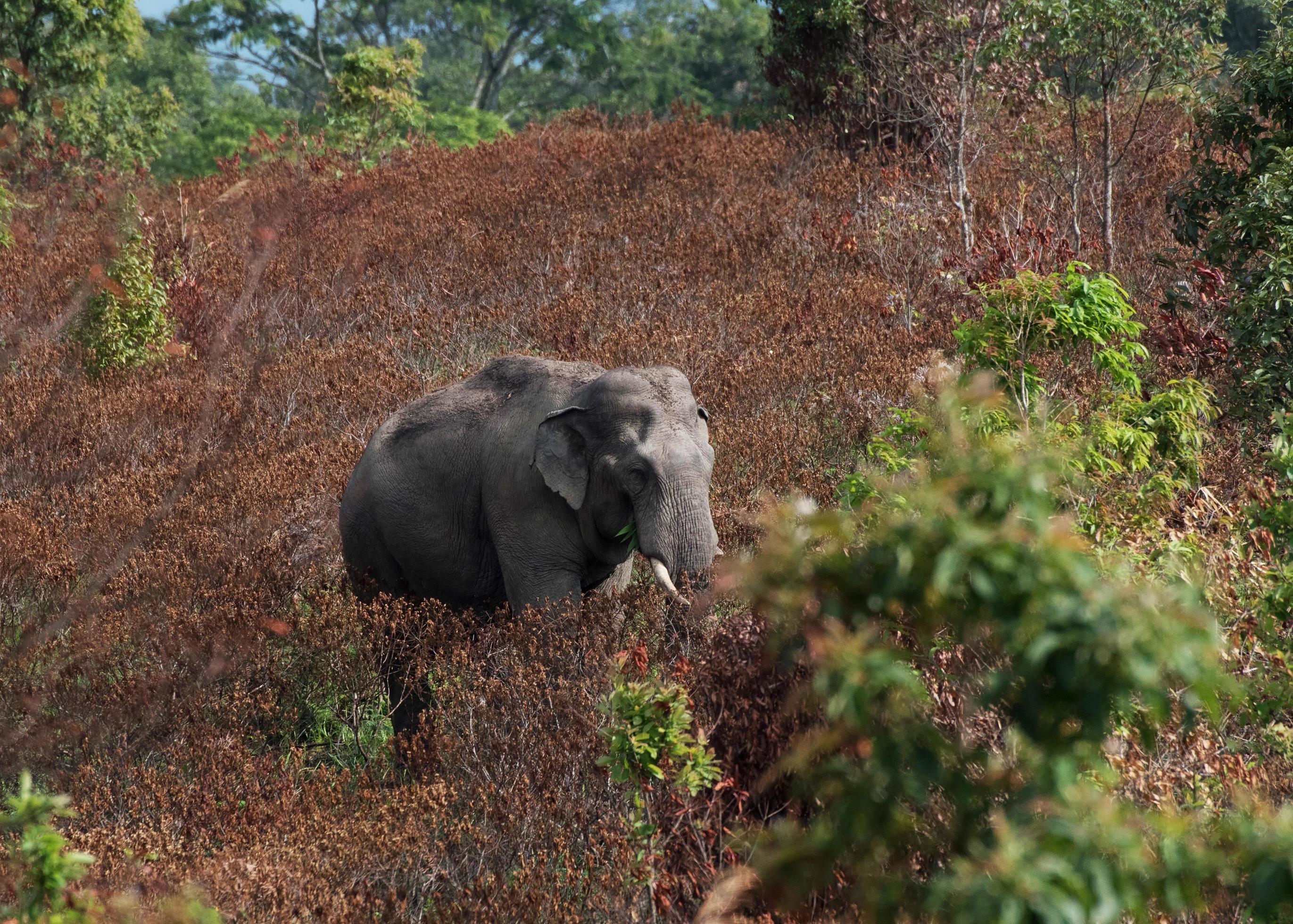 Wild elephant eating food on natural environment season leaf tree change color in the Wildlife Sanctuary Asia elephant Stock Free