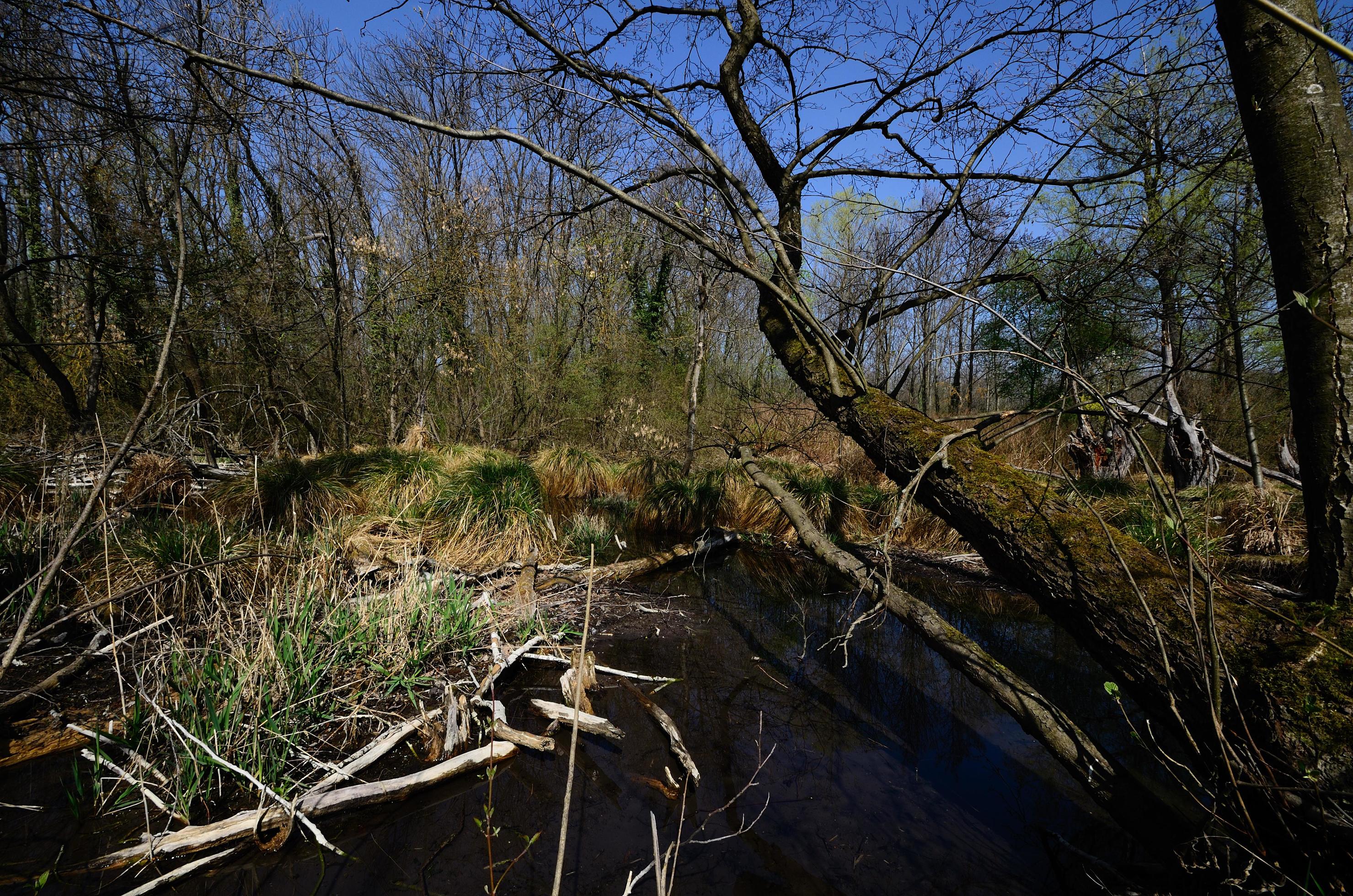 nature landscape and marsh Stock Free