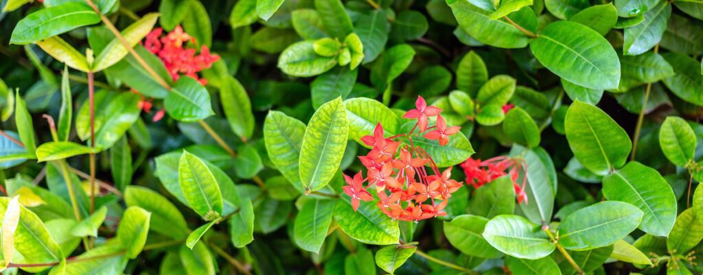 Close-up of Ixora red flowers or Ixora coccinea flower nature background.Beautiful Red spike flower Stock Free