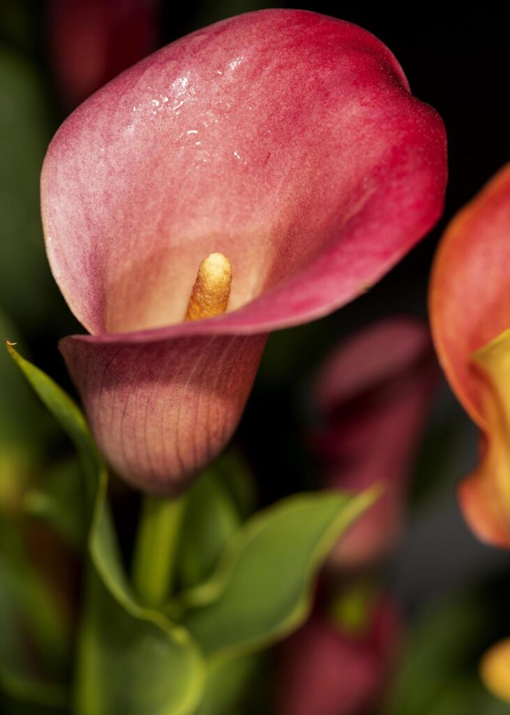 A red flower blooming in springtime Stock Free