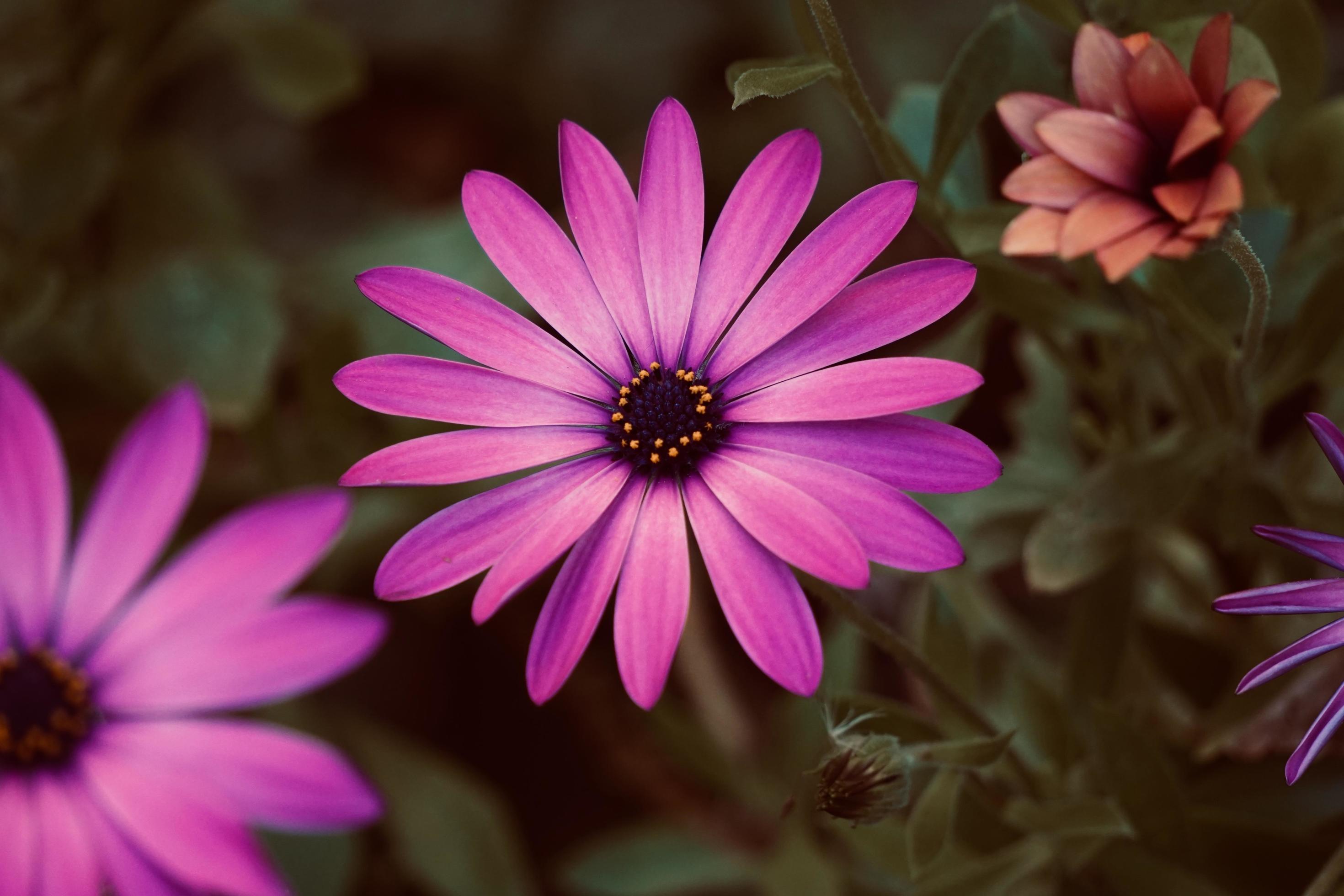 Pink flower in the spring season Stock Free