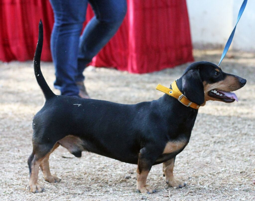 Dachshund Cute Small Dog Stock Free