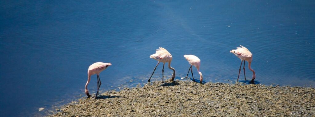 Flamingos Birds Stock Free