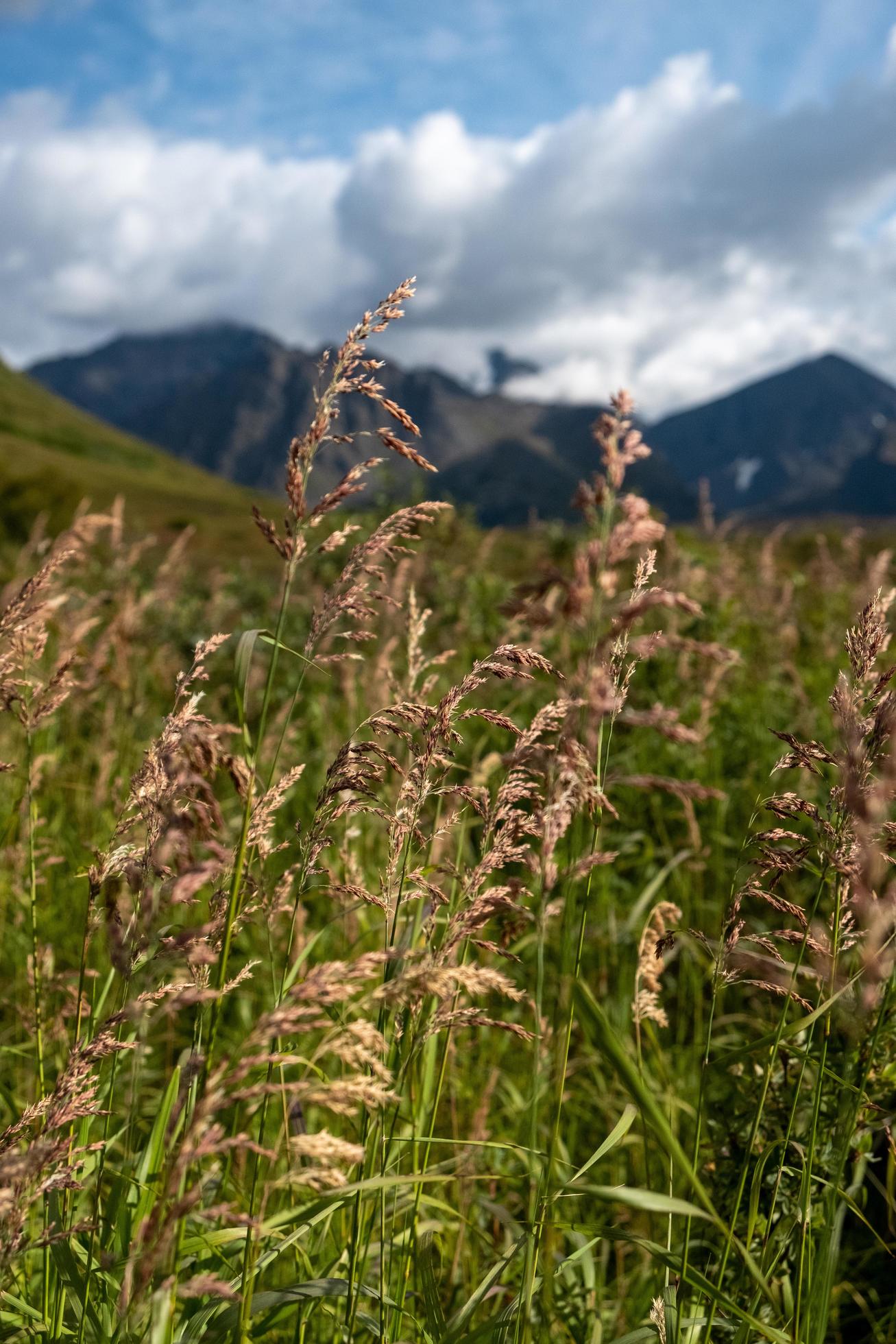 Nature landscape in Alaska Stock Free