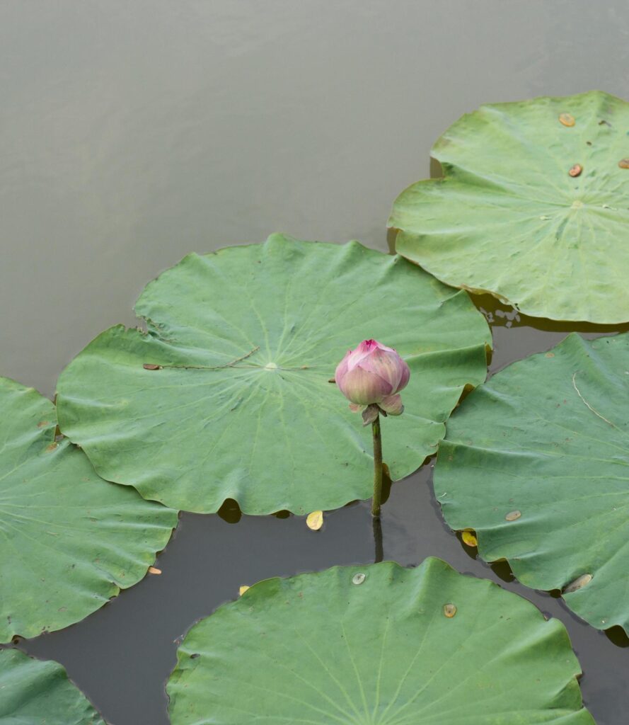 waterlily or lotus flower in pond Stock Free