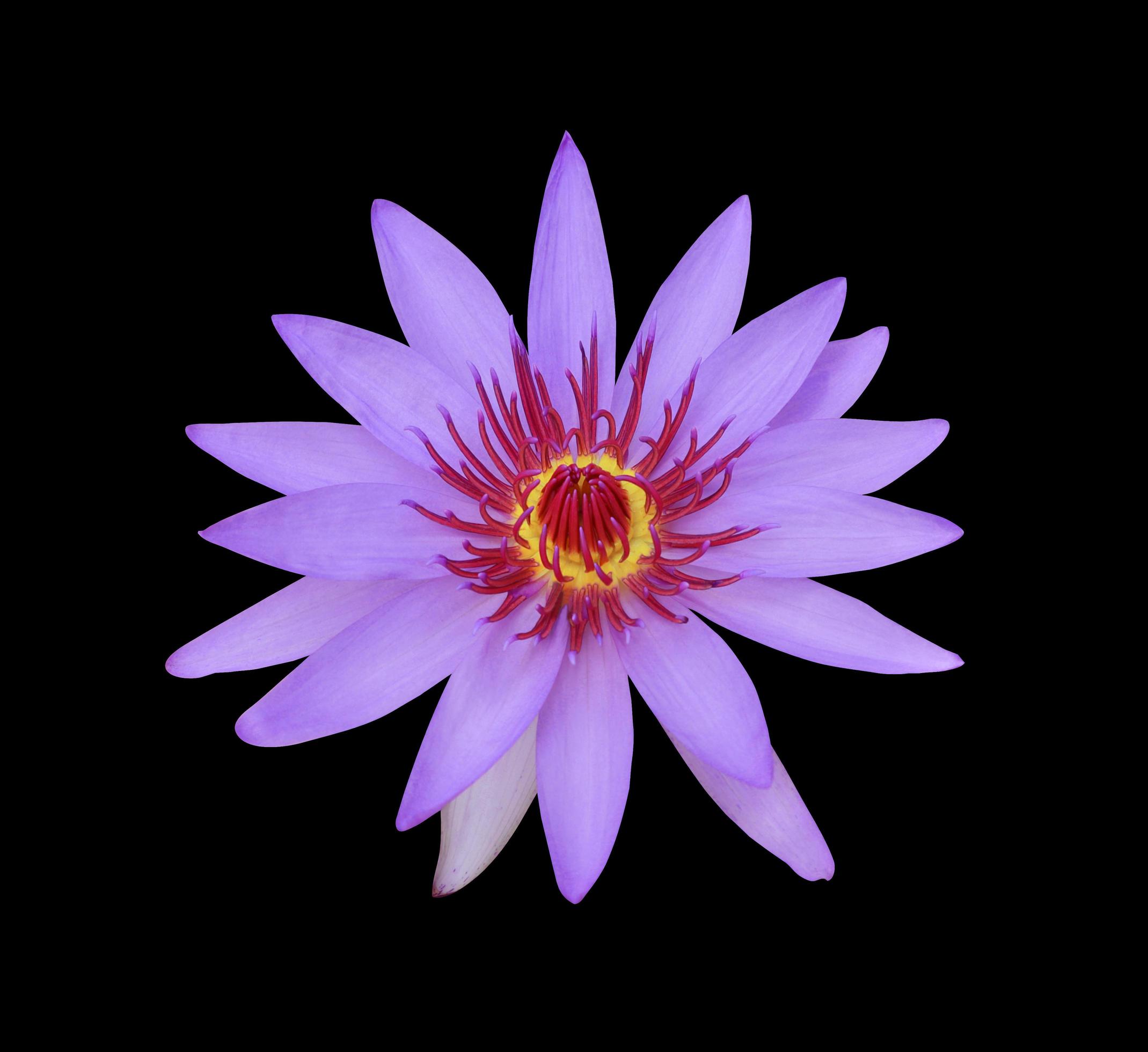 Nymphaea or Water lily or Lotus flowers. Closeup purple-pink lotus flower isolated on black background. Top view of water lily. Stock Free