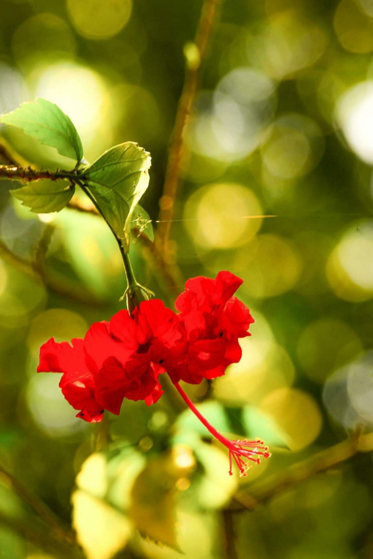 Beautiful blooming flower Stock Free