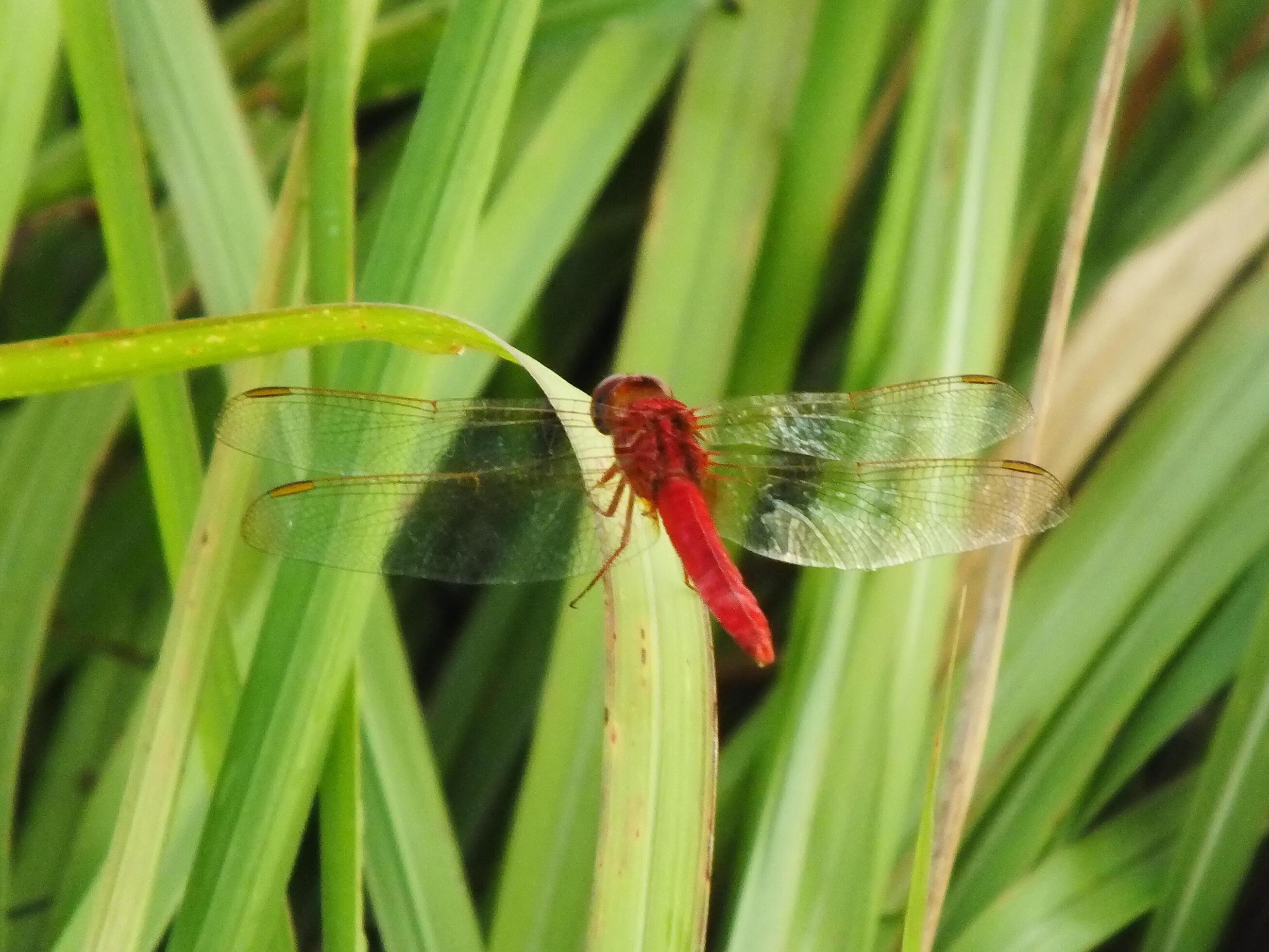 Close up Red Dragonfly on the branch, Grass background. Usually they hunt for small insect such as mosquito as their prey Stock Free