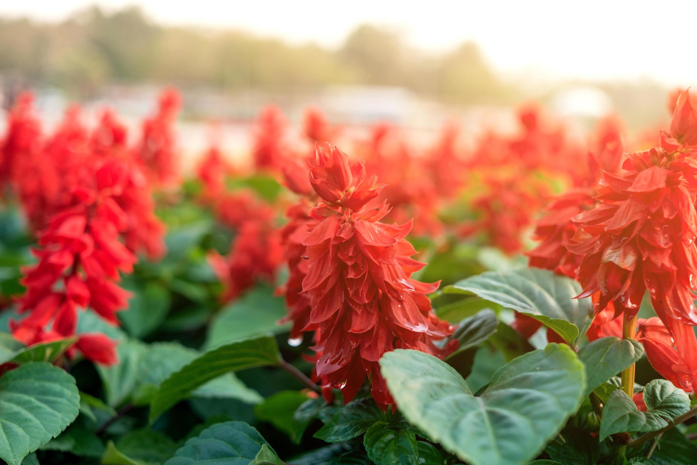 Red flower on the parkland, Macro of flower in garden on morning. Stock Free