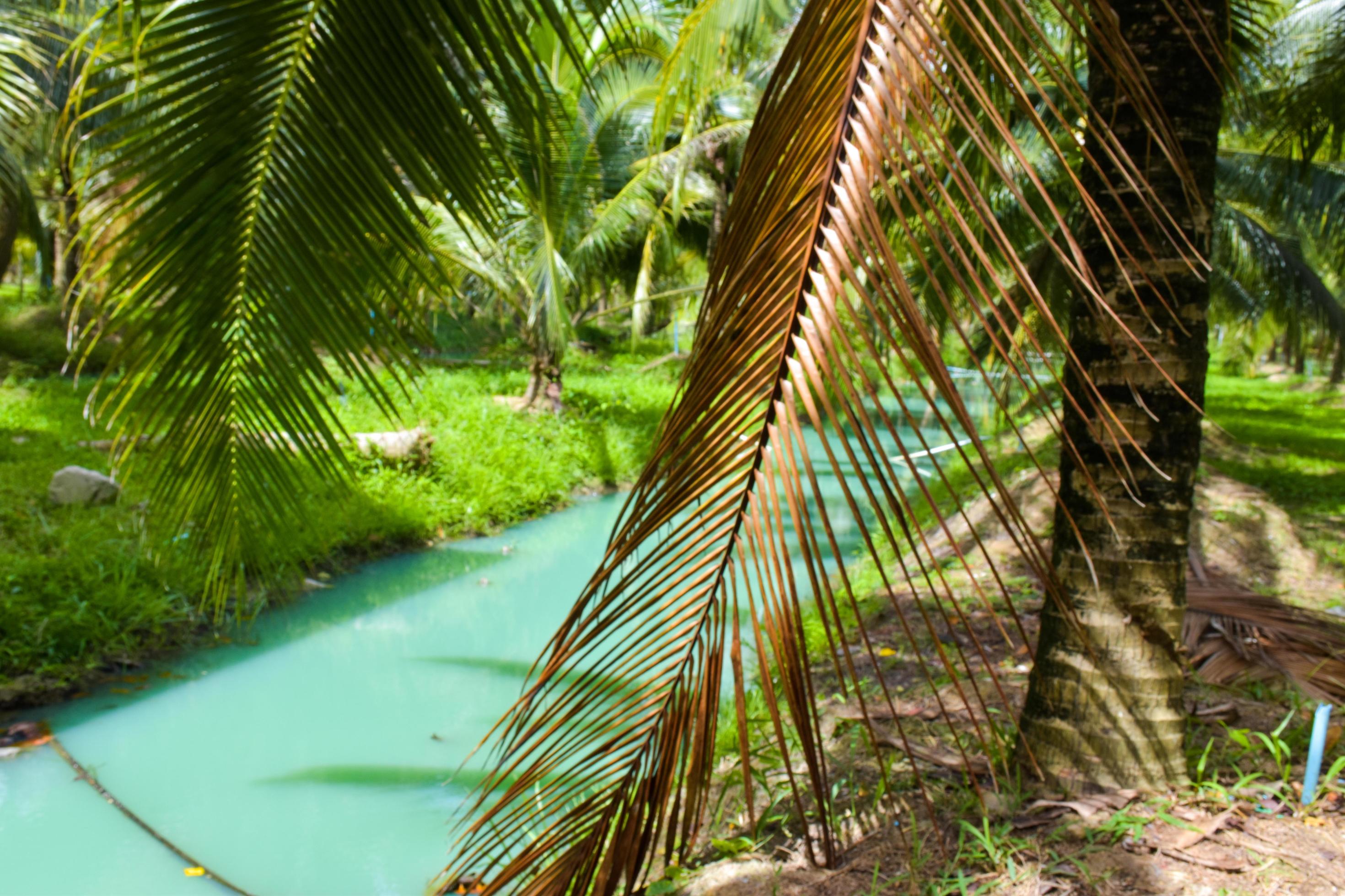 Coconut trees and blue water beauty nature in south Thailand Stock Free