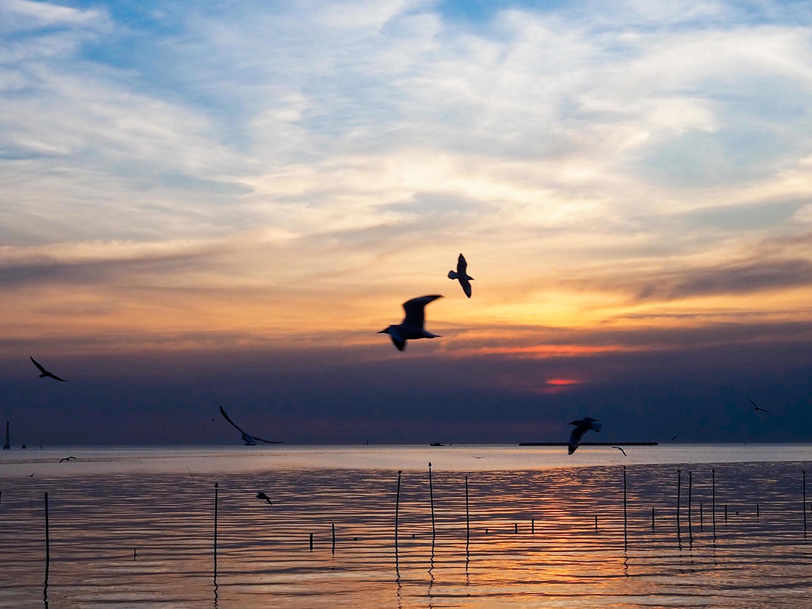 Flock of birds flies above the sea surface. Bird flying back to nest in natural sea and golden sky background during beautiful sunset. Stock Free