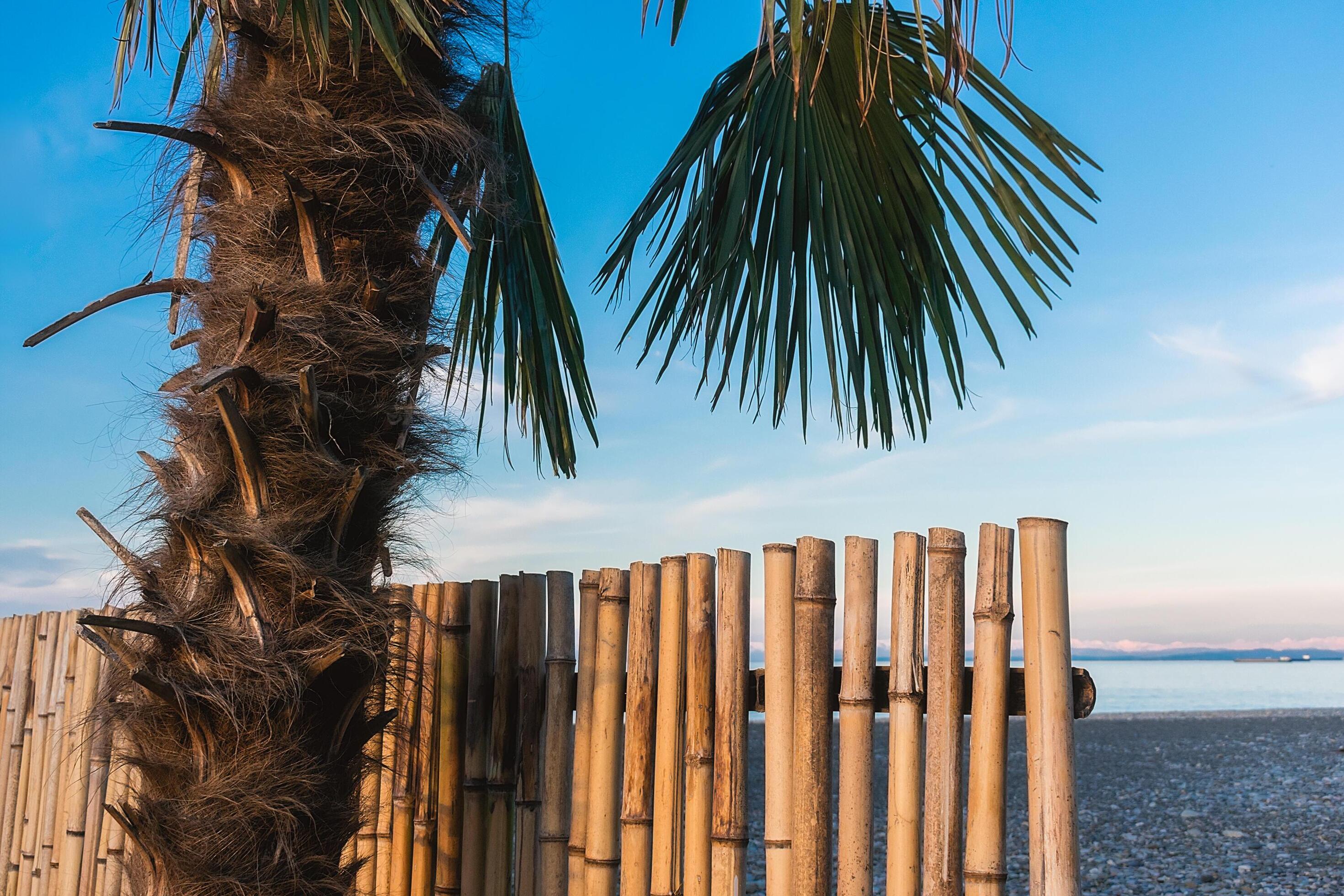 Abstract background on a tropical holiday theme. Tropical background on the seashore with palm tree and bamboo fence. Stock Free