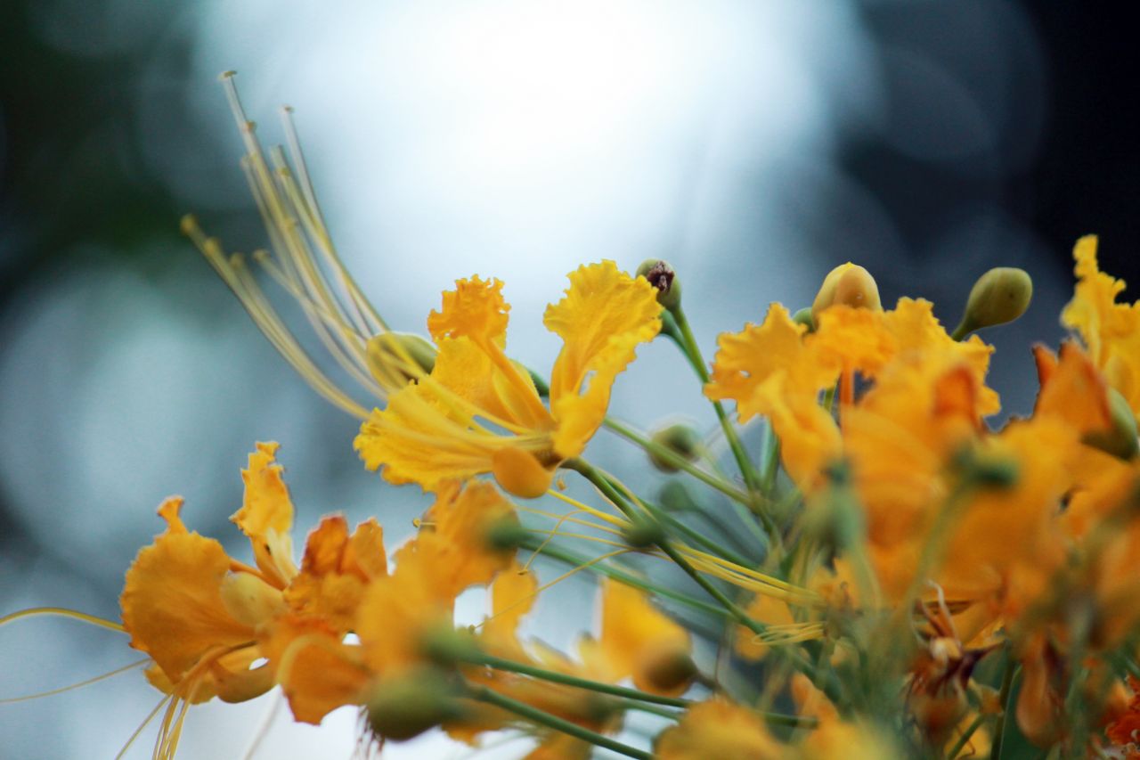 Beautiful Yellow Flowers Stock Free