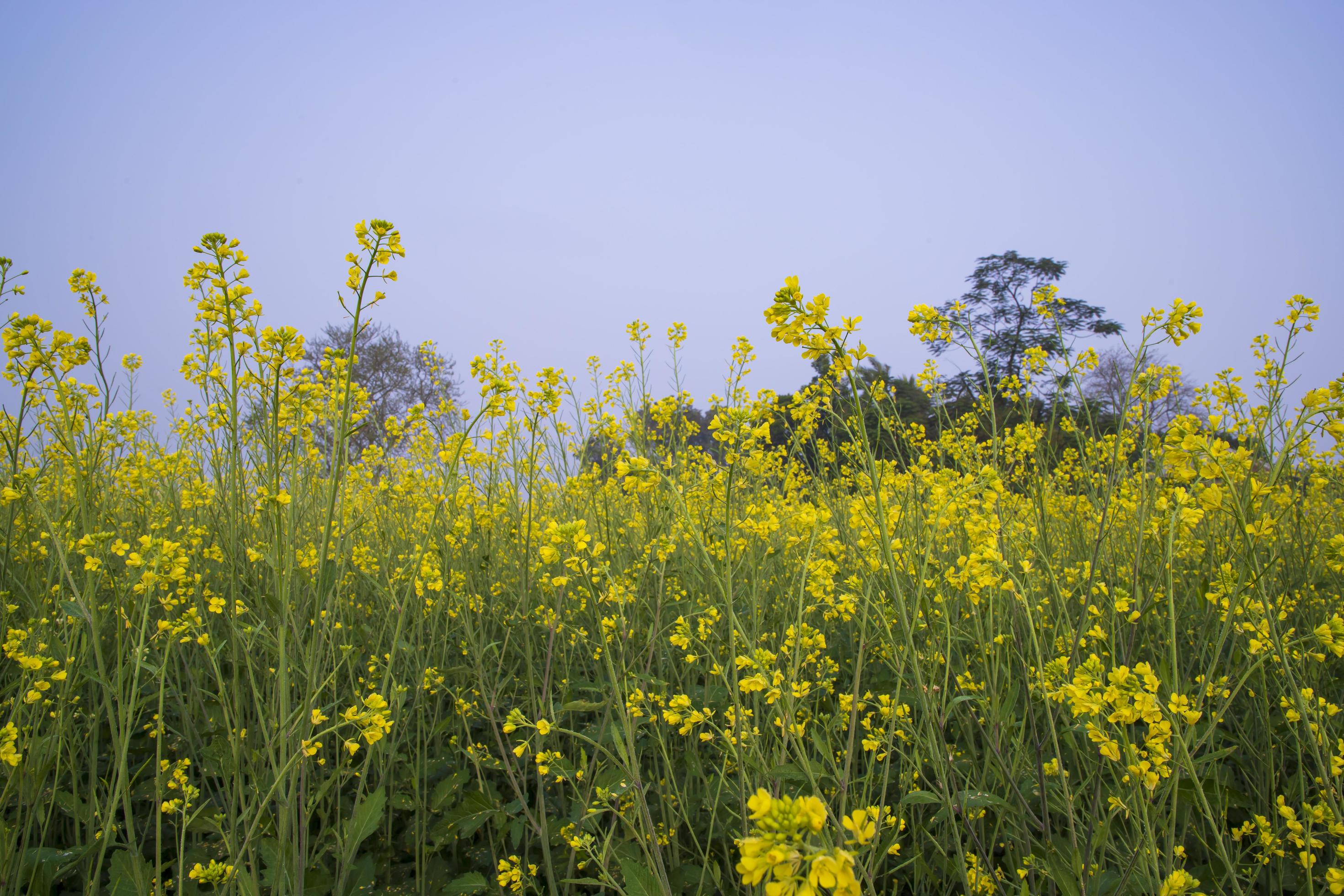 Yellow Rapeseed flowers in the field with blue sky. selective focus Natural landscape view Stock Free