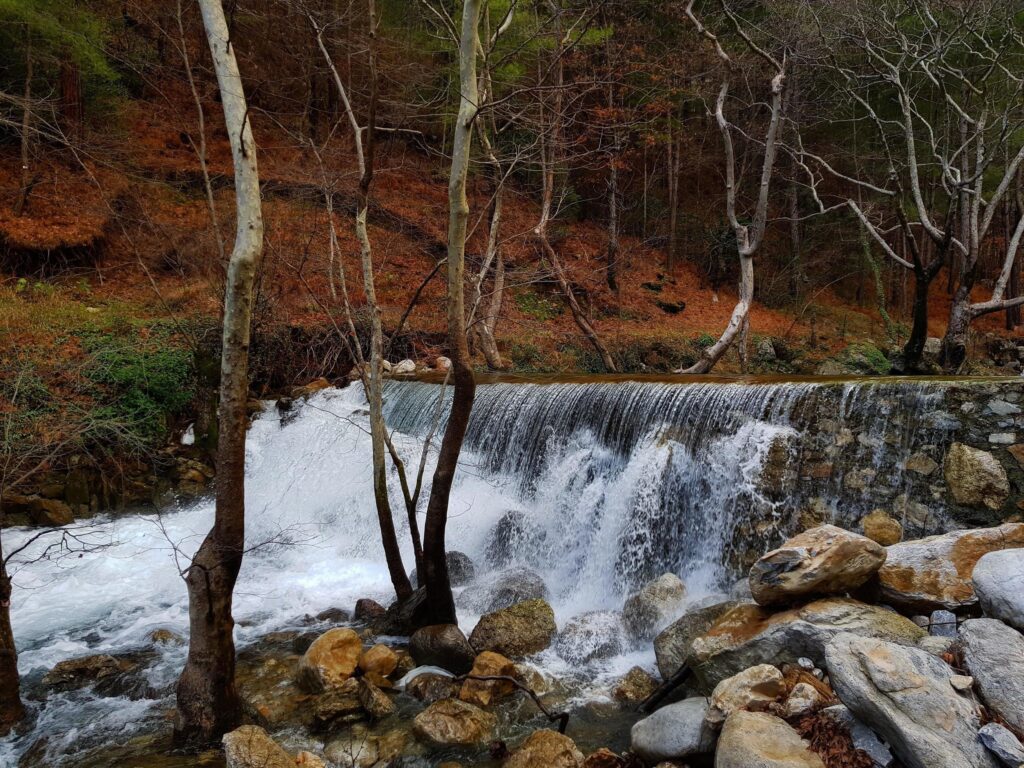 Mountain river stream waterfall green forest Landscape nature plant tree rainforest jungle Stock Free