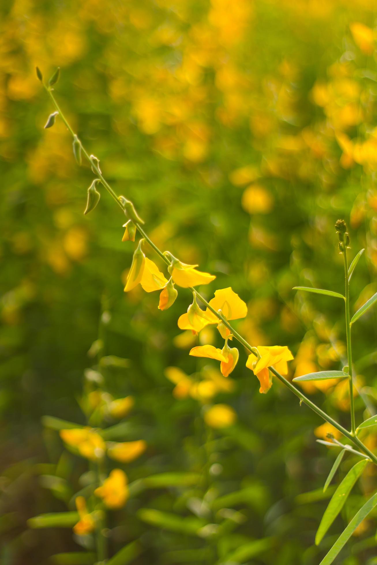 Yellow flowers Crotalaria. Stock Free