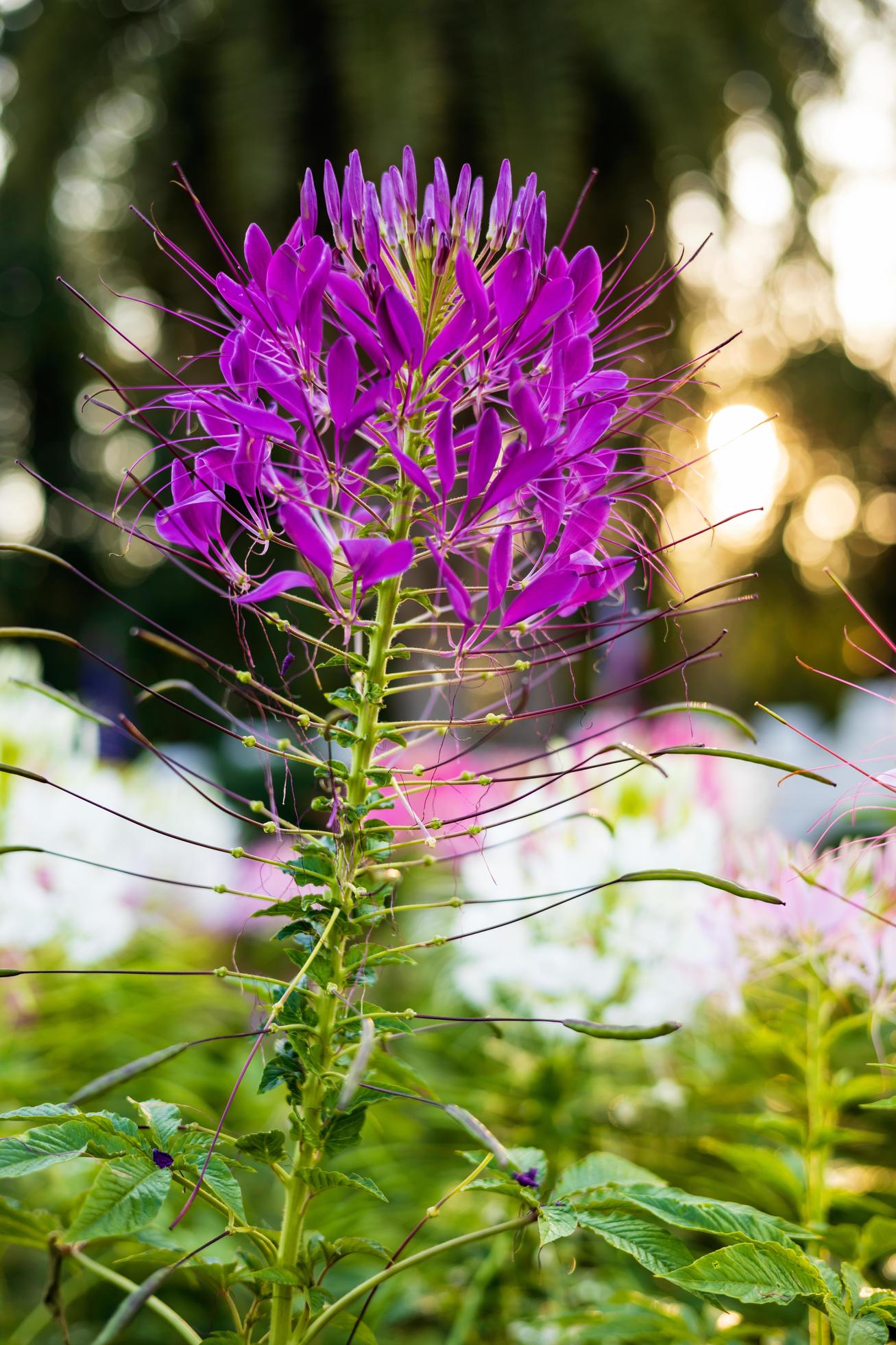 Close-up view of a purple-pink spider flower blooming in the sunlight. Stock Free