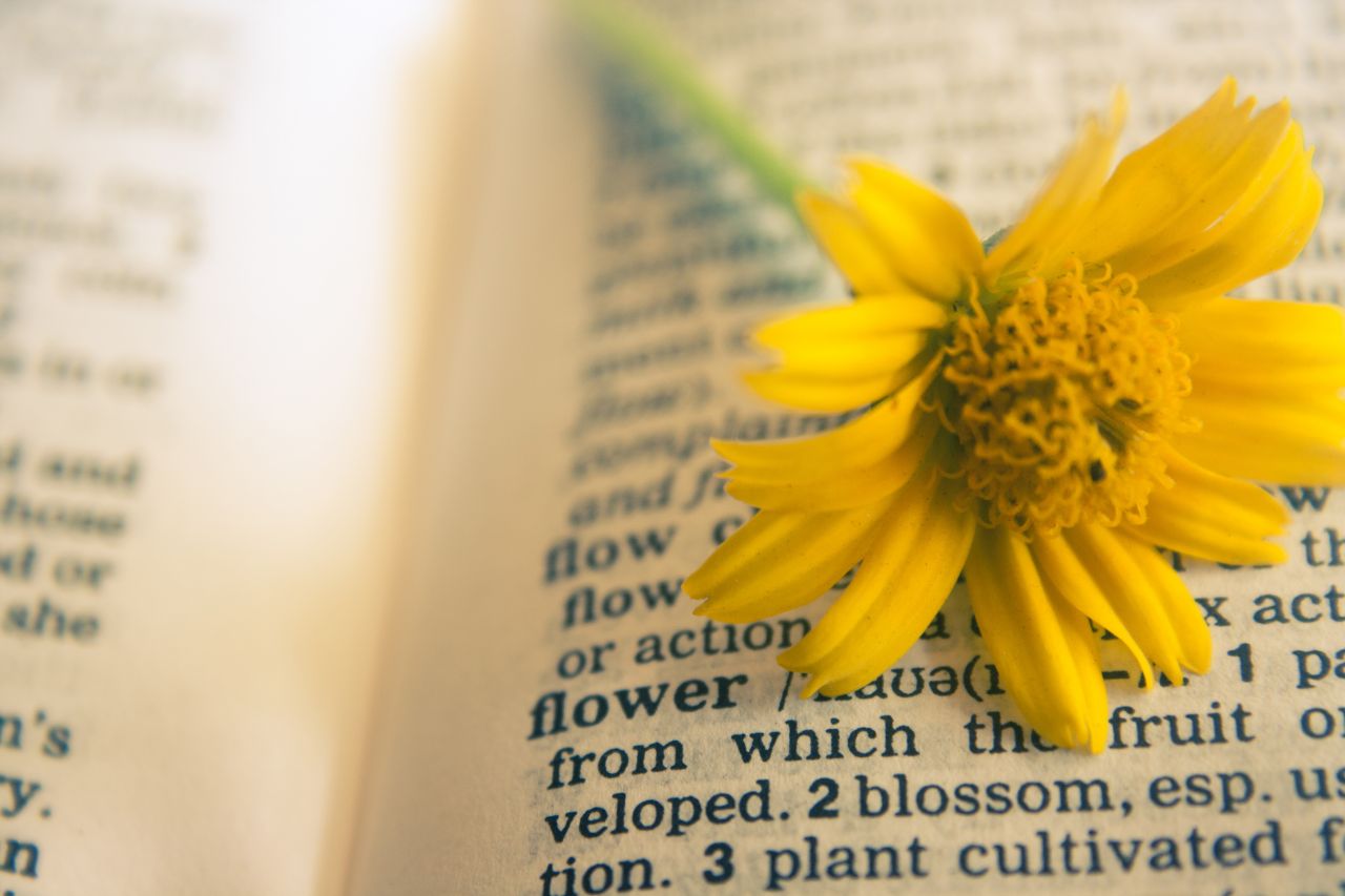 Flower In Dictionary Stock Free